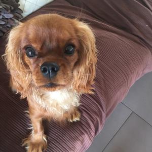 Cavalier King Charles Spaniel