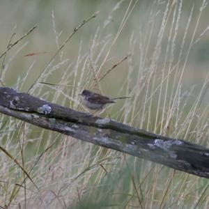 Common Whitethroat