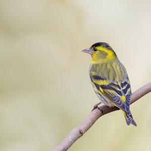 Eurasian Siskin