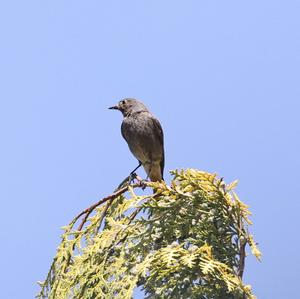 Black Redstart