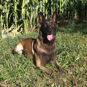 Belgian Shepherd Dog