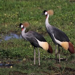 Grey Crowned-crane