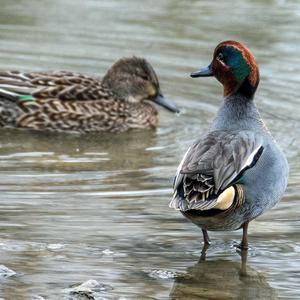 Common Teal