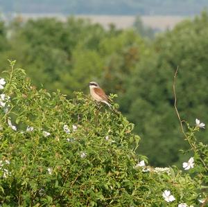 Red-backed Shrike