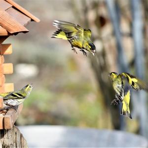 Eurasian Siskin