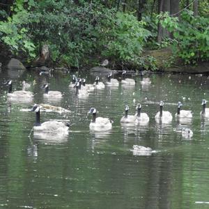 Canada Goose