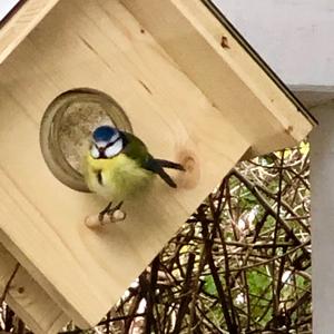 Blue Tit