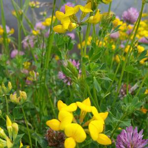 Common Bird's-foot-trefoil