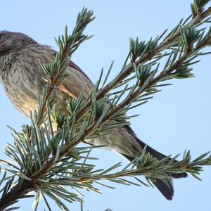 Eurasian Linnet