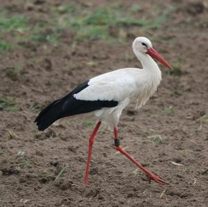 White Stork