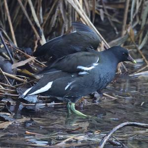 Common Moorhen