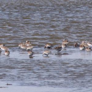 Dunlin