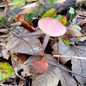 Pink Mycena