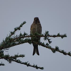 Eurasian Tree Sparrow