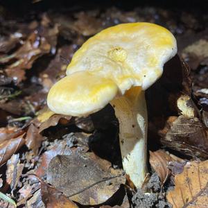 Chanterelle, Common