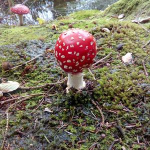 Fly Agaric