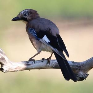 Eurasian Jay