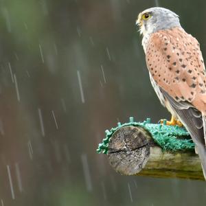 Common Kestrel