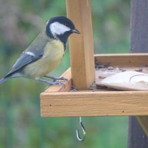 Great Tit