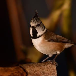 Crested Tit