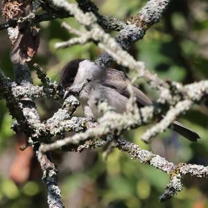 Willow Tit