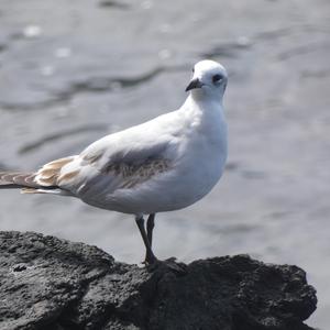 Mediterranean Gull