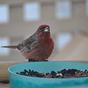 Purple Finch