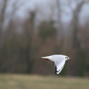 Black-headed Gull