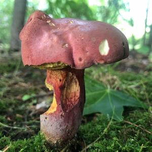 Bay Bolete