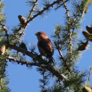 Red Crossbill