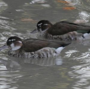 Mandarin Duck