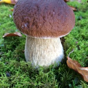 King Bolete