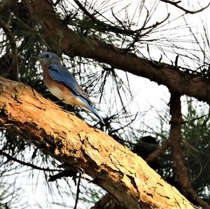 Eastern Bluebird