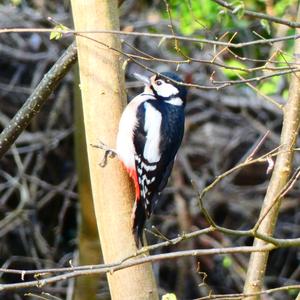 Great Spotted Woodpecker