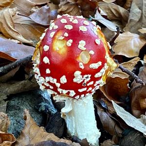 Fly Agaric