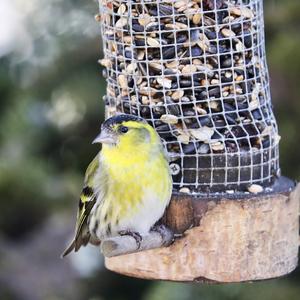 Eurasian Siskin