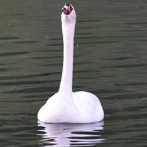 Mute Swan