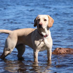 Retriever (Labrador)