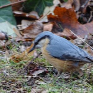 Wood Nuthatch