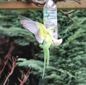 Rose-ringed Parakeet