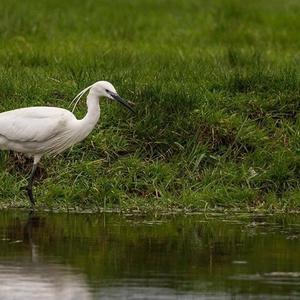 Little Egret