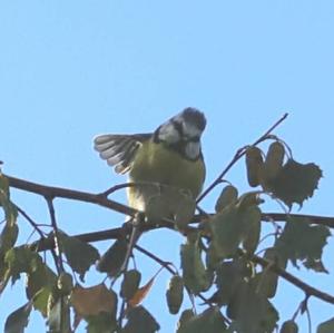 Blue Tit