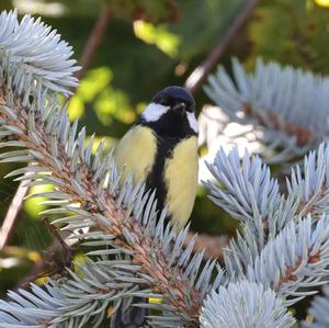 Great Tit