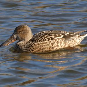 Red Shoveler