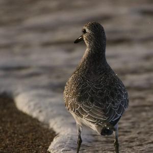 Wood Sandpiper