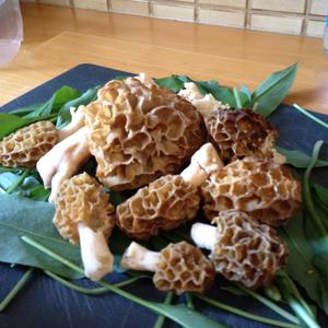 Yellow Morel