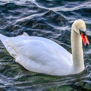 Mute Swan