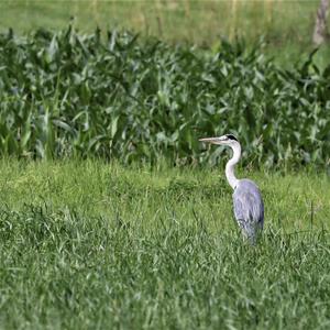 Grey Heron