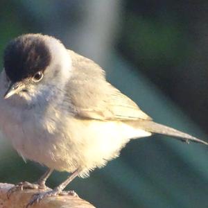 Marsh Tit