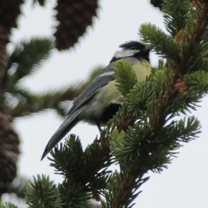 Great Tit